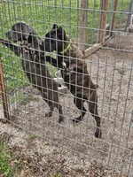 Abbadon, a female Cane Corso for sale in Kansas City, MO – 4 of 5