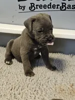 Moon, a female Cane Corso for sale in Springfield, MO – Photo 1 of 4