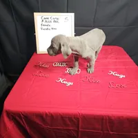 Moon, a female Cane Corso for sale in Kansas City, MO – Photo 8 of 8