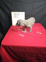 Moon, a female Cane Corso for sale in El Dorado Springs, MO – Photo 8 of 8