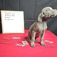 Moon, a female Cane Corso for sale in Kansas City, MO – Photo 5 of 8