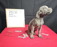 Moon, a female Cane Corso for sale in El Dorado Springs, MO – Photo 5 of 8