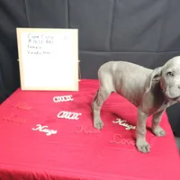 Moon, a female Cane Corso for sale in Kansas City, MO – Photo 6 of 8