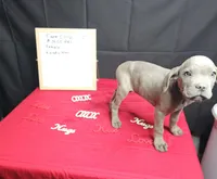 Moon, a female Cane Corso for sale in El Dorado Springs, MO – Photo 6 of 8