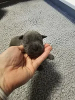 Moon, a female Cane Corso for sale in Springfield, MO – Photo 2 of 4