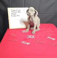 Moon, a female Cane Corso for sale in El Dorado Springs, MO – Photo 1 of 8