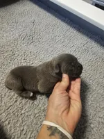 Moon, a female Cane Corso for sale in Springfield, MO – Photo 3 of 4