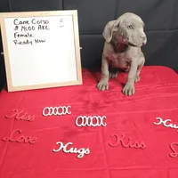 Moon, a female Cane Corso for sale in Kansas City, MO – Photo 4 of 8