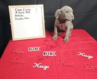 Moon, a female Cane Corso for sale in El Dorado Springs, MO – Photo 4 of 8