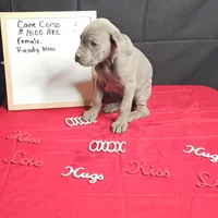 Moon, a female Cane Corso for sale in Kansas City, MO – Photo 3 of 8
