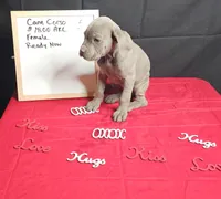 Moon, a female Cane Corso for sale in El Dorado Springs, MO – Photo 3 of 8