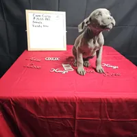 Moon, a female Cane Corso for sale in Kansas City, MO – Photo 7 of 8
