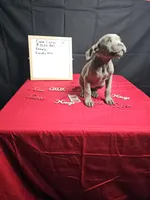 Moon, a female Cane Corso for sale in El Dorado Springs, MO – Photo 7 of 8