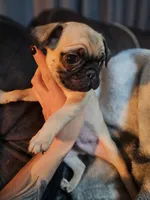 Frank, a male Pug for sale in Kansas City, MO – 4 of 5