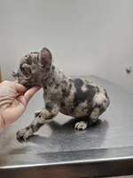Spunk, a male French Bulldog for sale in Kansas City, MO – 5 of 5