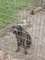 Lilth, a female Cane Corso for sale in Kansas City, MO – 3 of 5