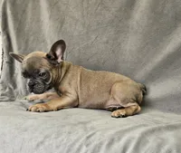Roy, a male French Bulldog for sale in Kansas City, MO – 2 of 3