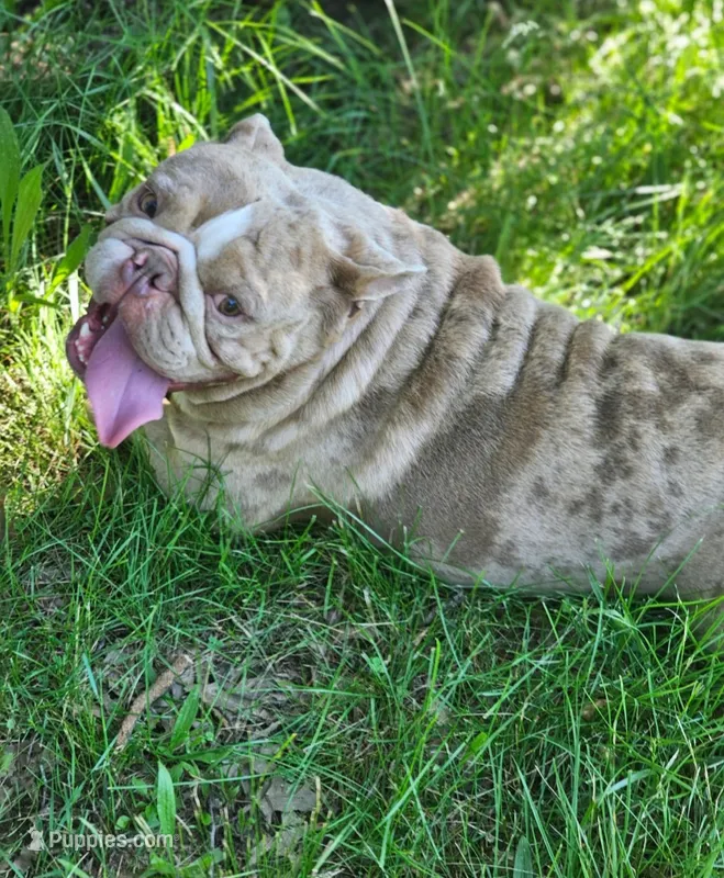Breeding pair – English Bulldog puppy for sale in Kansas City, MO