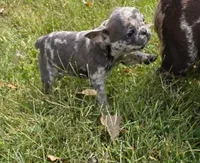 Fern, a female French Bulldog for sale in Belton, MO – 4 of 4