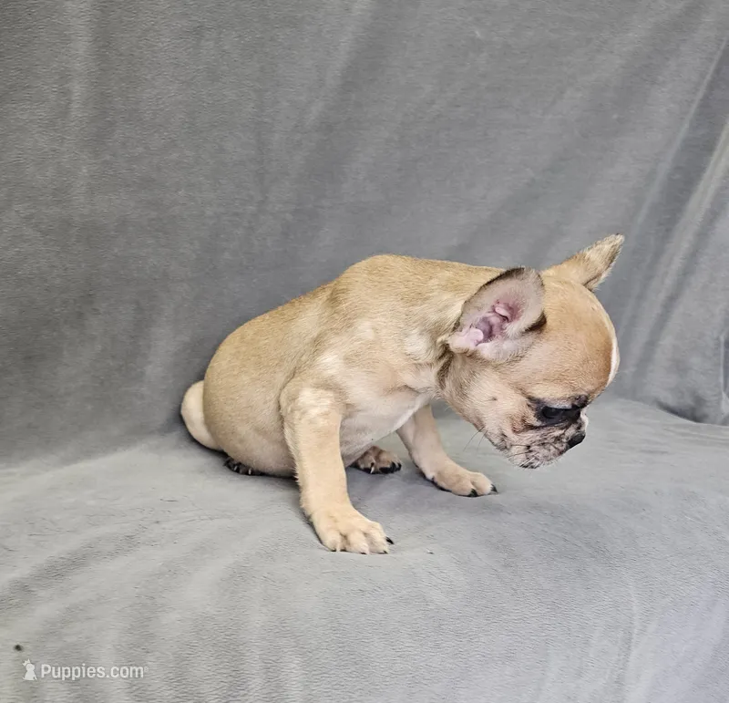 Wes – French Bulldog puppy for sale in Kansas City, MO