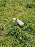 Snow, a female French Bulldog for sale in Kansas City, MO – Photo 4 of 6