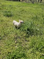 Snow, a female French Bulldog for sale in Kansas City, MO – Photo 5 of 6