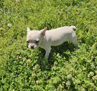 Snow, a female French Bulldog for sale in Kansas City, MO – Photo 3 of 6