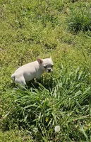 Snow, a female French Bulldog for sale in Kansas City, MO – Photo 1 of 6