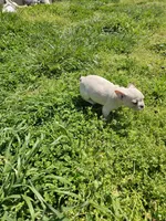 Snow, a female French Bulldog for sale in Kansas City, MO – Photo 6 of 6