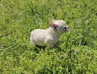 Snow, a female French Bulldog for sale in Kansas City, MO – Photo 2 of 6