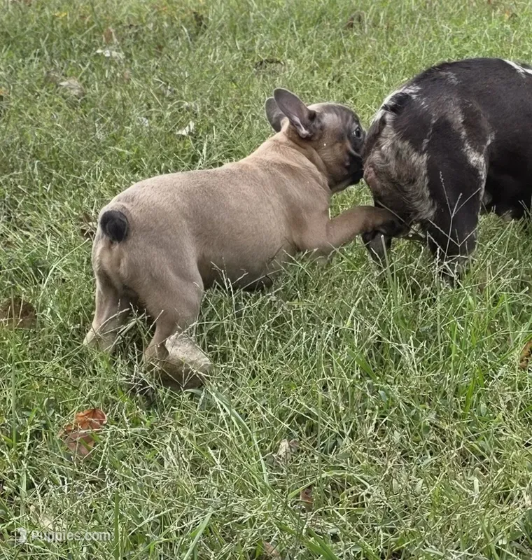 Roy – French Bulldog puppy for sale in Belton, MO