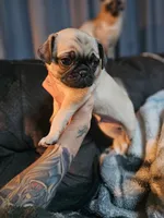 Baby, a male Pug for sale in Kansas City, MO – 2 of 6