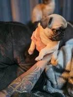 Baby, a male Pug for sale in Kansas City, MO – 3 of 6