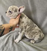 Lee, a male French Bulldog for sale in Kansas City, MO – 5 of 5