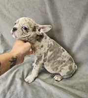 Lee, a male French Bulldog for sale in Kansas City, MO – 4 of 5