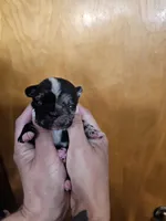 With 4 pups, a female French Bulldog for sale in Kansas City, MO – 3 of 5
