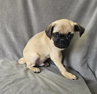 Luke, a male Pug for sale in Kansas City, MO – 3 of 5