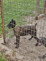 Abbadon, a female Cane Corso for sale in Kansas City, MO – 2 of 5
