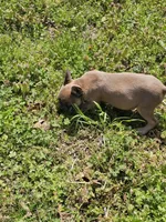 Timmy, a male French Bulldog for sale in Kansas City, MO – Photo 5 of 5