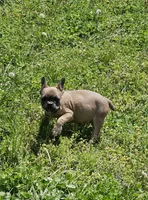 Timmy, a male French Bulldog for sale in Kansas City, MO – Photo 2 of 5