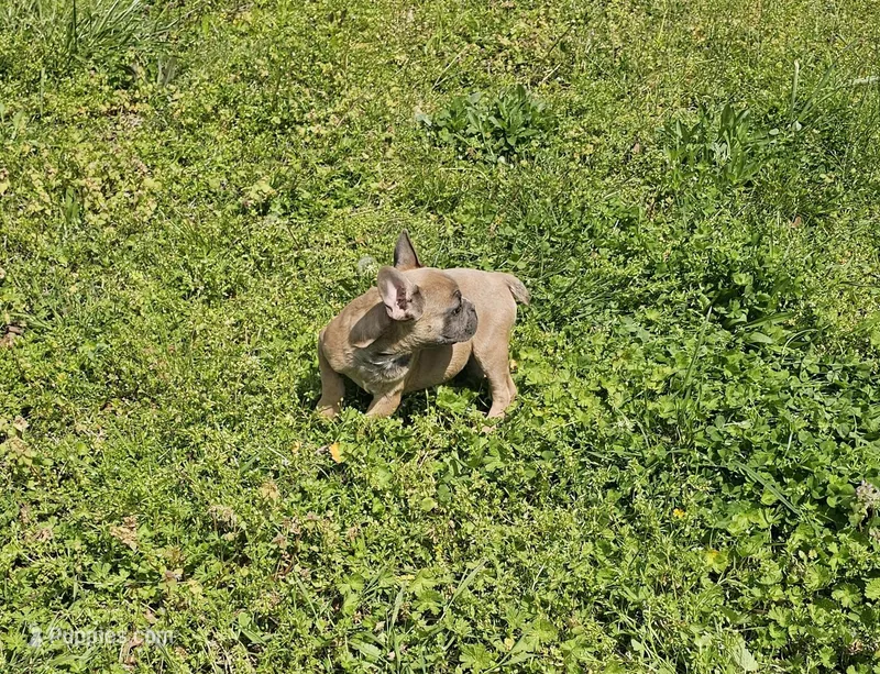 Timmy – French Bulldog puppy for sale in Kansas City, MO