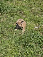 Timmy, a male French Bulldog for sale in Kansas City, MO – Photo 4 of 5