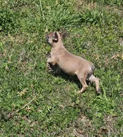 Timmy, a male French Bulldog for sale in Kansas City, MO – Photo 3 of 5