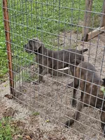Lilth, a female Cane Corso for sale in Kansas City, MO – 4 of 5