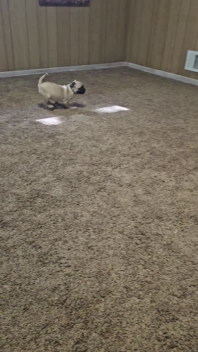 Frank, a male Pug for sale in Kansas City, MO – 7 of 7