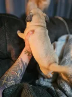 Baby, a male Pug for sale in Kansas City, MO – 4 of 6