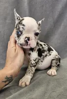 Ben, a male French Bulldog for sale in Kansas City, MO – 3 of 6