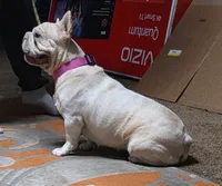 Popcorn, a female French Bulldog for sale in Belton, MO – 3 of 3