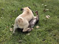Frank, a male Pug for sale in Belton, MO – 2 of 3