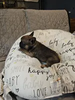 Cesar, a male French Bulldog for sale in Springfield, MO – Photo 2 of 6